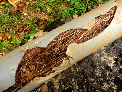 Tree root in pipe